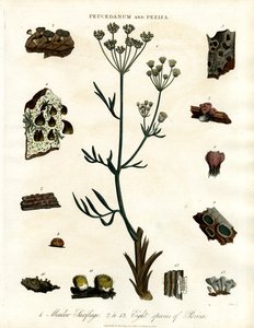 Peucedanum und Peziza