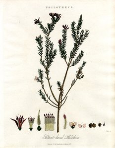 Philotheca von John Pass