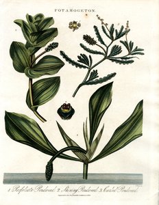 Potamogeton (Teichkrautarten) von John Pass