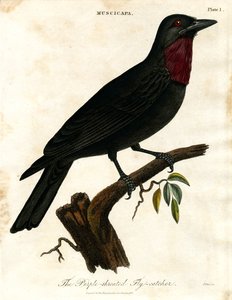Purpurkehl-Fliegenschnäpper (Muscicapa) von John Pass