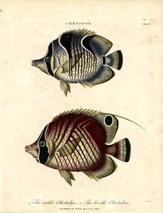 Sichel-Chetodon und Borsten-Chetodon