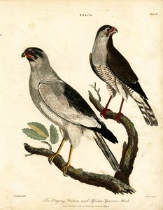 Singfalke und Afrikanischer Sperber von John Pass