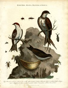 Schwalben; Star und Käfer