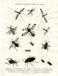 Tenebrio; Tenthedo; Thrips und Tipula - Insektenvielfalt von John Pass
