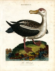 Der Albatros von John Pass