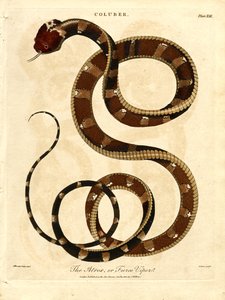 Die Atropos oder wilde Viper von John Pass