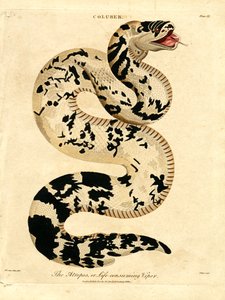 Die Atropos; oder lebensverzehrende Viper von John Pass