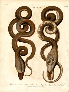 Der Cæcus; oder geheime Viper; und die Cobra de Capello; oder Brillenschlange von John Pass
