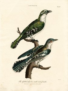 Der vergoldete Kuckuck Männlich und Weiblich