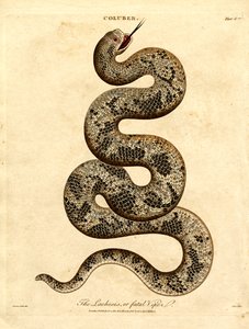 Die Lachesis oder tödliche Viper von John Pass