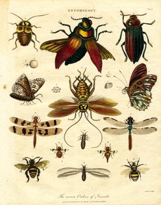 Die sieben Ordnungen der Insekten von John Pass