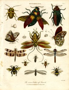 Die sieben Ordnungen der Insekten von John Pass