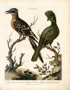 Der Turako und der Große Fleckenkuckuck