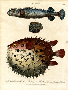 Verschiedene Igelfische (Diodon)