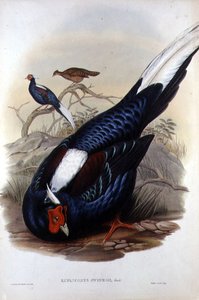 Euplocomus Swinhoii, graviert von Walter & Cohn, London, veröffentlicht zwischen 1850-83 von John and Richter Henry Constantine (after) Gould