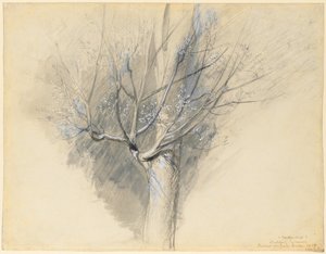 Knospender Ahorn, ca. 1876