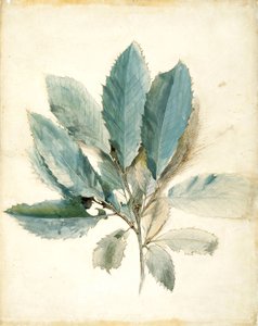 Kastanienblätter von John Ruskin