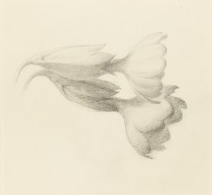 Schlüsselblumen, wahrscheinlich 1871