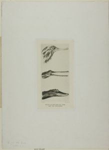 Köpfe von Sägerenten und zwei Krokodilen von John Ruskin