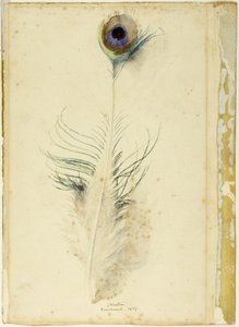 Pfauenfeder von John Ruskin
