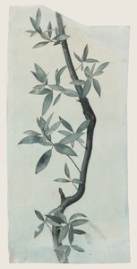 Studie von Weidenblättern, ca. 1857 von John Ruskin