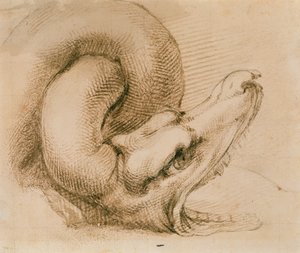 Studie eines Drachenkopfes nach Michelangelo von John Ruskin