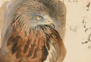 Der Kopf eines Milans, aus dem Leben, 30. August-1. September 1870 von John Ruskin