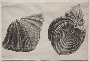 Schalen: Hippopus maculatus Lam