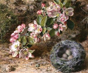 Blüte und Vogelnest