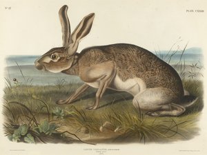 Texianischer Hase, 1848 (handkolorierte Lithografie auf Velinpapier)