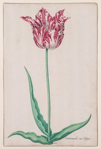 Studie einer Tulpe (Gemarmerde van Jasper)