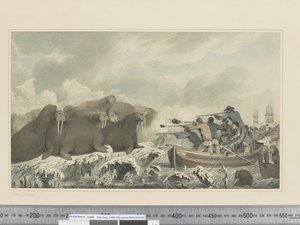 Seepferde von John Webber