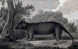 Opossum, Gravur nach einer Zeichnung von John Webber (1750-1793) während der dritten Reise von James Cook von John Webber