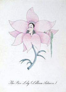 Die Bienenlilie (Lillium Satirica), Illustration aus 
