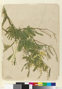 Akazie, 1805 von John William Lewin