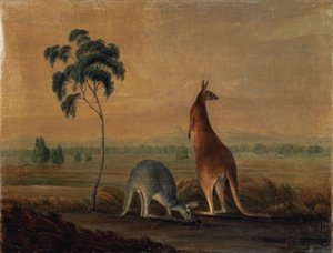 Kängurus in einer Landschaft, um 1819 von John William Lewin