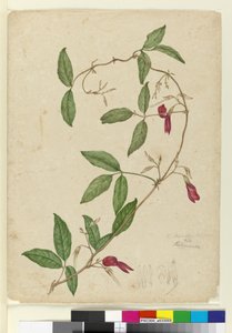 Kennedia rubicunda, ca. 1803-06