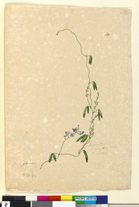 Seite 109. Kennedia comptoniana