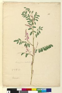 Seite 116. Indigofera australis