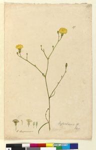 Seite 117. Hypochaeris