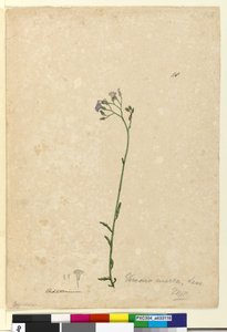 Seite 118. Vernonia cinerea