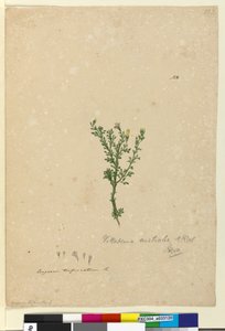 Seite 122. Vittadinia australis von John William Lewin