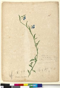 Seite 130. Lobelia hostataLobelia gracilis