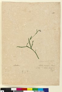 Seite 132. Lobelia alata