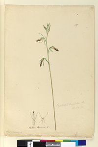 Seite 137. Cryptostylis longifolia