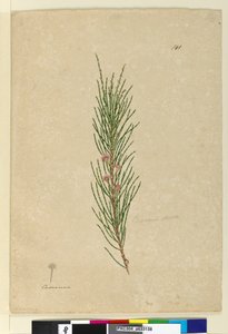 Seite 141. Casuarina strictaAllocasuarina verticillata von John William Lewin