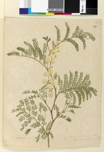 Seite 149. Acacia discolorAcacia terminalis von John William Lewin