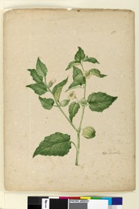 Seite 172. Physalis edulis