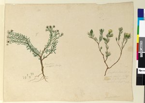 Seite 179. Gompholobium; 180. Poranthera ericafolia