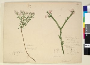 Seite 194. Zieria lanceolata Zieria smithii; 195. Eine schlechte Darstellung einer Art von Calythrix